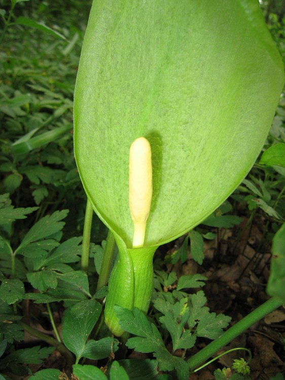 Arum italicum